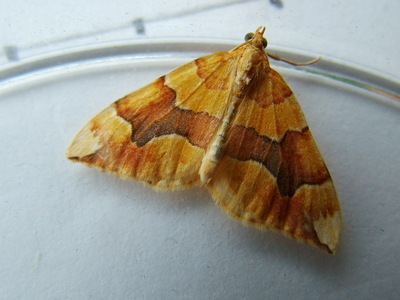 Barred Yellow